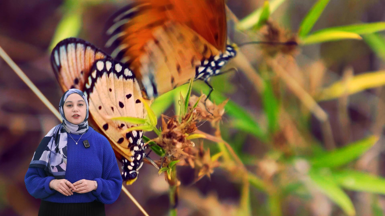 Kelebeklerin ömrü gerçekten bir gün müdür❓🦋